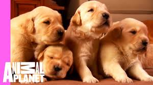 We did not find results for: Growing Up Golden Golden Retriever Puppies Too Cute Youtube