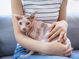 We did not find results for: Las Razas De Gatos Mas Raras Del Mundo Alucina Scottish Fold