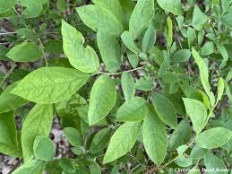 Image result for Vaccinium stanleyi