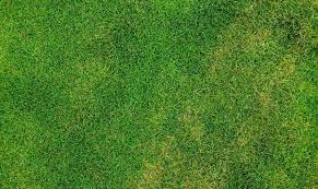 Hydroseeding Near Me Find The Best Hydroseeding Supplies Near You Bermuda Grass Grass Textures Centipede Grass