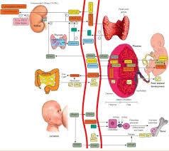 Deficiency of vitamin d may lead to birth complications, increased risk of cancers, autoimmune diseases and heart related the vitamin supplement helps support healthy fetal brain and eye development during pregnancy. Vitamin D Global Perspective Holick June 2013 Vitamindwiki