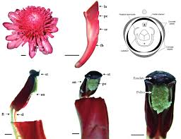 Image result for Etlingera