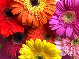 Soft pink daisies are perfect for romantic gestures, while bright pink variations compliment birthday bouquets. Daisy Flower Meaning Symbolism Mythology Aster Meaning Uniguide