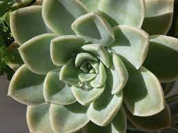 This article explains the easy way to tell. What Is A Succulent Plant Succulent Vs Cactus And Other Succulent Plant Characteristics