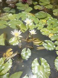 Use them in commercial designs under lifetime, perpetual & worldwide rights. Dauben Old Tropical Pale Blue Very Viviparous Cold Resistant Bloomed All Winter In My Unheated Green House You Want One P Plant Leaves Water Lilies Bloom