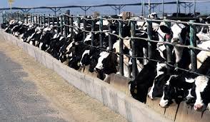 View confinamento research papers on academia.edu for free. Confinamento De Gado Quais Sao Os Cuidados Necessarios Confira