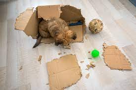 Why Is My Dog Suddenly Chewing Everything Rehome By Adopt A Pet Com