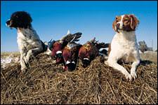He has his first set shots and a puppy dewormer. The French Brittany