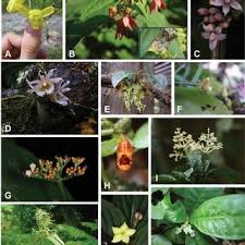 Image result for Rhaptopetalum evrardii