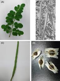 Image result for Moringaceae