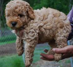 Find the perfect labradoodle puppy for sale in florida, fl at puppyfind.com. Pin By Megan Douglas On Things I Want Labradoodle Mini Kittens And Puppies Labradoodle