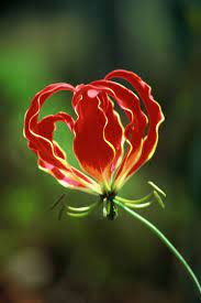Flame Lilly Gloriosa Superba The National Flower Of Rhodesia Now Zimbabwe No Attribution Apologies To The P Unusual Flowers Beautiful Flowers Flowers
