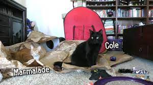 What These Cats Do When They Are Home Alone Cats Home Alone Cat Gif