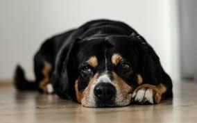 If your dog has been sort of puddling up in a pile of lethargic, disinterested misery, and it's been more than a day, that can be an early warning sign that she is getting ready to leave this life. Cutaneous Lymphoma In Dogs Vca Animal Hospital