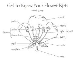 Color it the shade of an apple. Get To Know Your Flower Parts