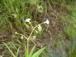 Image result for Pentodon