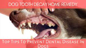 Dog Tooth Decay Home Remedy Top Tips To Prevent Dental Disease In Dogs Youtube