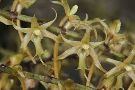 Image result for Tridactyle