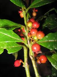 Image result for Pauridiantha