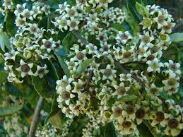 New zealand plants are unique and very special, they evolved slowly amongst equally interesting geology and animals and now are extremely ecologically diverse. Home Creek Nursery New Zealand Native Plant Nursery