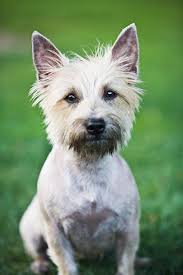 These Hypoallergenic Dog Breeds Will Help Reduce Those Sneezes and Sniffles