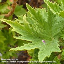 Image result for Scolopia zeyheri