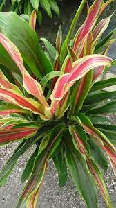 Cordyline Fruticosa Peppermint Swirl Trees To Plant Plants Ti Plant