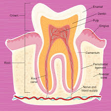 Image result for Tooth Anatomy