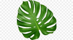 Green Leaf Background Png Download 512 500 Free Transparent Leaf Png Download Cleanpng Kisspng Download 404 monstera leaf free vectors.