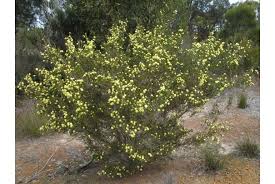 Image result for Kyphocarpa angustifolia