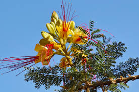 We did not find results for: Drought Tolerant Plants For The Arizona Garden