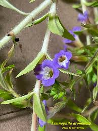 Image result for Limnophyton