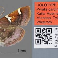 Image result for Pyralis cardinalis