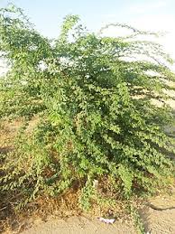 Image result for Prosopis juliflora