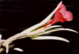 Image result for Albertisia exelliana