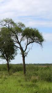 Image result for Schinopsis