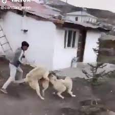 sokak kopegini 2 kangal kopegiyle dovusturdu kangal kopegi kopek sokak