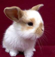 Depending on the breed of your pet rabbit will depend on the minimal caging size needed. 17 Mini Lop Bunny Rabbits In Caldwell Idaho Cute Baby Bunnies Cute Bunny Pictures Pet Bunny