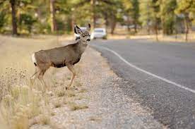 Maybe you would like to learn more about one of these? Will Car Insurance Cover The Damage If I Hit A Deer Carinsurance Com