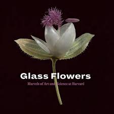 Buy glass flowers and get the best deals at the lowest prices on ebay! Glass Flowers The Ware Collection Of Blaschka Glass Models Of Plants Harvard Museum Of Natural History