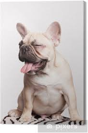 No matter what kind of dog you. Portrait Of Brown French Bulldog Puppy Canvas Print Pixers We Live To Change