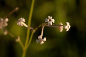 Image result for Kohautia caespitosa