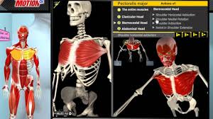 How The Muscles Work 3d Anatomy Diagrams