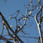 Image result for Albizia tanganyicensis