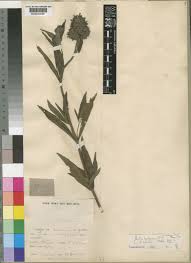 Image result for Pentas purpurea