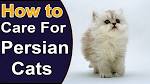 4 Ways to Care for Persian Cats - wikiHow