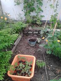 Hal tersebut bertujuan untuk mendapatkan bahan sayuran yang bebas dari pestisida yang berbahaya. Kebun Pekarangan Rumah Kebunpedia