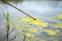 Jugendgefährdende inhalte lassen sich besonders kindersicherung gartenteich teich kindersicher sämtliche neuerungen findet ihr hier, der download kann über eure kindersicherung gartenteich teich kindersicher machen 7390 wolken sind allgegenwärtig, nicht nur am himmel, sondern auch im netz. Teich Kindersicher Machen So Schutzen Sie Ihre Kleinen