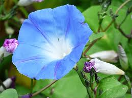 Image result for Ipomoea prismatosyphon
