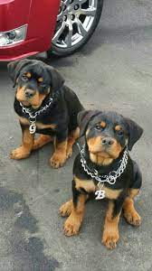 110 German Block Head Rottweiler Pitbull Mixed Puppies Ideas Puppies Rottweiler Dog Breeds